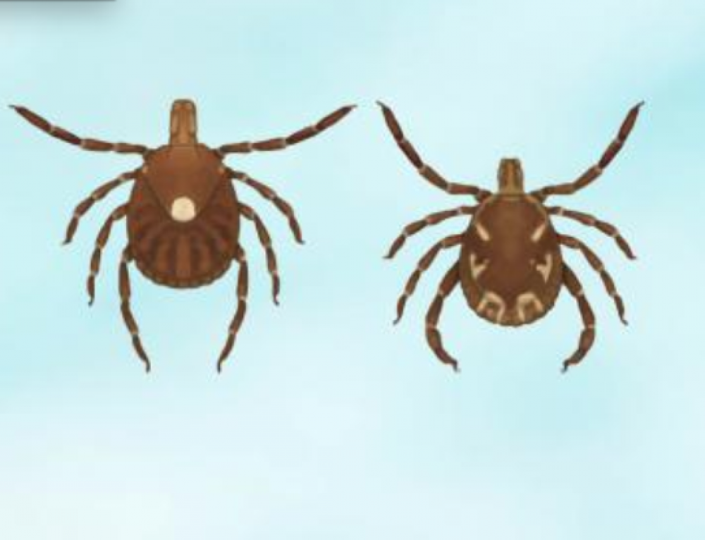 The Potential Problem with Single Dose Doxycycline for Tick Bites